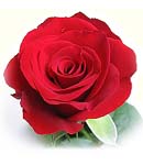 Deluxe Roses