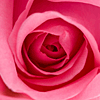 Pink Roses