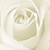 White Roses