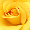 Yellow Roses